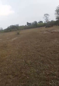 Agricultural/Farm Land for Sale in Nathdwara Road, Udaipur (130 Bigha)