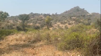 Agricultural/Farm Land for Sale in Nathdwara Road, Udaipur (34 Bigha)