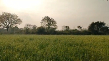 Agricultural/Farm Land for Sale in Mavli, Udaipur (17 Bigha)