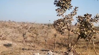 Agricultural/Farm Land for Sale in Kurabad, Udaipur (21 Bigha)