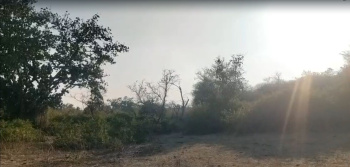 Agricultural/Farm Land for Sale in Kurabad, Udaipur (8 Bigha)