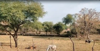 Agricultural/Farm Land for Sale in Kurabad, Udaipur (25 Bigha)