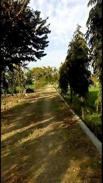 7 Bigha Agricultural/Farm Land for Sale in Dabok, Udaipur