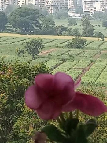 25 Bigha Agricultural/Farm Land for Sale in Dabok, Udaipur