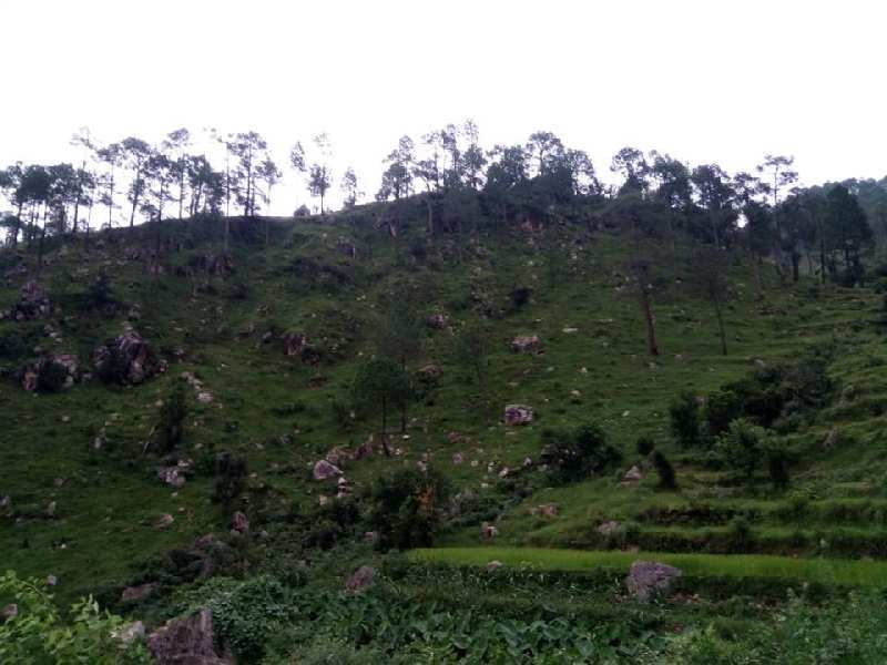 58800 Sq. Yards Agricultural/Farm Land for Sale in Kausani, Bageshwar