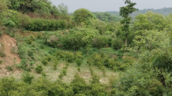 Property for sale in Indora, Kangra