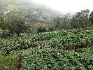 23108 Sq.ft. Agricultural/Farm Land for Sale in Kodaikanal