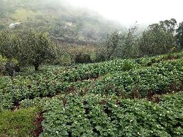 23108 Sq.ft. Agricultural/Farm Land for Sale in Kodaikanal