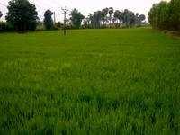 Industrial Land / Plot for Sale in Haryana (5 Acre)