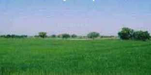 Farm land available for sell in Murthal