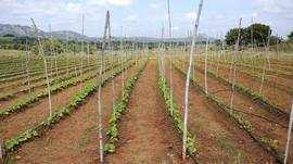 Agricultural/Farm Land for Sale in Yelahanka, Bangalore North