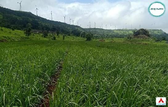 Lavish Farmhouse property for sale in New Mahabaleshwar