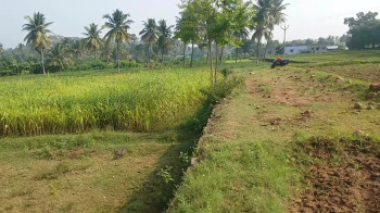 5 Acre Agricultural/Farm Land for Sale in Ayothiyapattinam, Salem