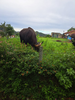 Farm Land for sale near Isha Foundation