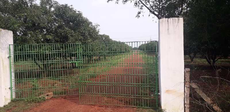 50 Acres Mango garden, near Gudur, Krishnan Patnam raod