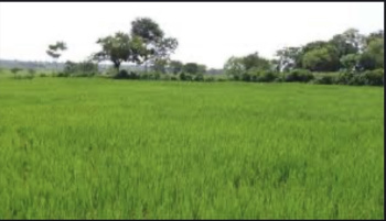 4840 Sq. Yards Commercial Lands /Inst. Land for Sale in Manjokhi, Rishikesh