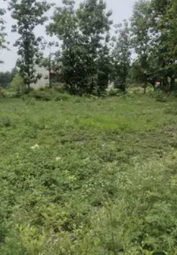 300 Sq. Yards Agricultural/Farm Land for Sale in Chakrata Road, Dehradun