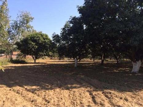 Farm Land for Sale in Chakrata Road, Dehradun (01 Bigha)