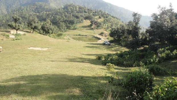 10 Bigha Agricultural/Farm Land for Sale in Doiwala, Dehradun (24 Bigha)