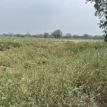 50 Bigha Agricultural/Farm Land for Sale in Khair, Aligarh