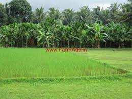 5.5 Acre Agricultural/Farm Land for Sale in Vadamadurai, Coimbatore