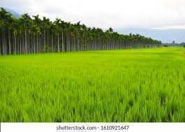 75 Cent Agricultural/Farm Land for Sale in Annur, Coimbatore