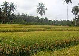 1.20 Acre Agricultural/Farm Land for Sale in Annur, Coimbatore