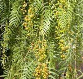 Agriculture/farm land for sale