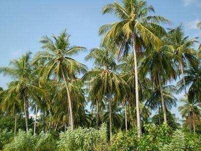 Agriculture/farm land for sale