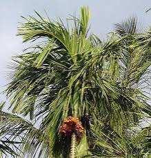 3 Acre Agricultural/Farm Land for Sale in Senjerimalai, Coimbatore