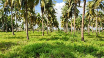 Agricultural land for sale in karamadai