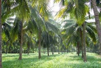 1522.5 Sq.ft. Agricultural/Farm Land For Sale In Senjerimalai, Coimbatore