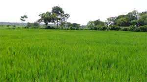15525.5 Sq.ft. Agricultural/Farm Land for Sale in Senjerimalai, Coimbatore