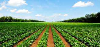 1131 Ares Agricultural/Farm Land for Sale in Sirumugai, Coimbatore