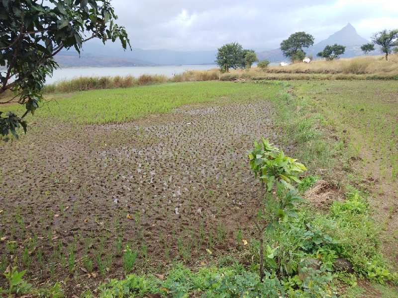 37 Guntha Clear title lake touch open plot for sale @Pavana Dam near Lonavala - Khandala twin hill station