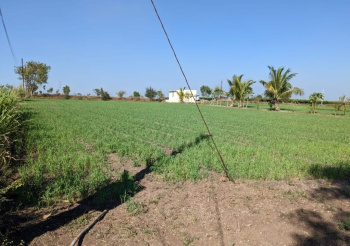 2.5 Acre Agricultural/Farm Land for Sale in Niphad, Nashik