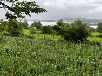Agricultural/Farm Land for Sale in Ghoti Budruk, Nashik (34 Guntha)