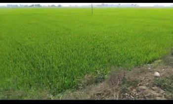 15  Bigha industrial land sell in near Hatgobindapur, Bardhaman