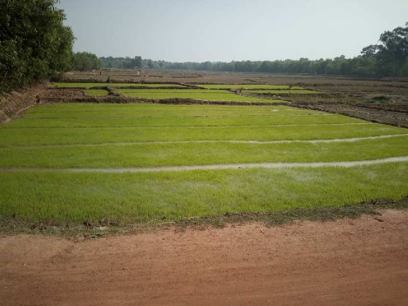 20 Bigha Agri. land sell in Ramchandrapur Orgram Bardhaman.