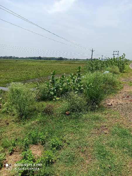 35 Bigha Agriculture land sell in banonabogram ausgram near guskara bardhaman.