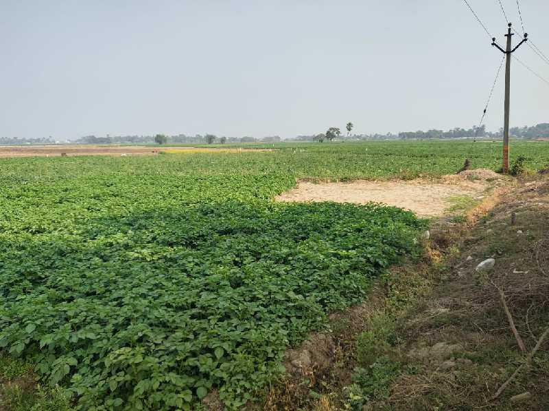2 bigha agri. land sell in near graup station to 5km in Bardhaman