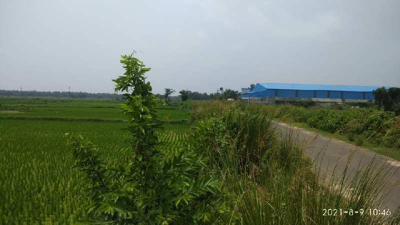 60 bigha agri. land sell in srichandanpur Ausgram,-II near NH2 to 15 km & NH34 to 5 km distend, Burdwan.