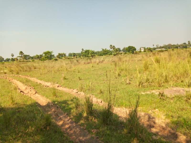 16.5 Bigha Agricultural/Farm Land for Sale in Guskara, Bardhaman