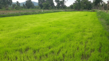 Farm Land for Sale in Sampura Village Kamrej