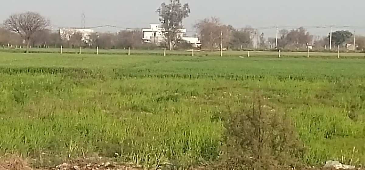 Land for sale village pai kharkhoda