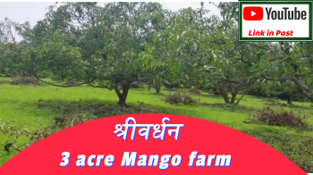 ID 147/162 The 3 acre mango farm in Shrivardhan