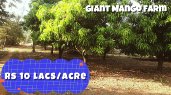 ID 147/ 166 The giant Mango Farm @ 10 lacs/acre Mangaon