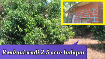 ID 177/3  The 2.5 Acres Konkani Wadi For Sale In Indapur - A Rare Opportunit
