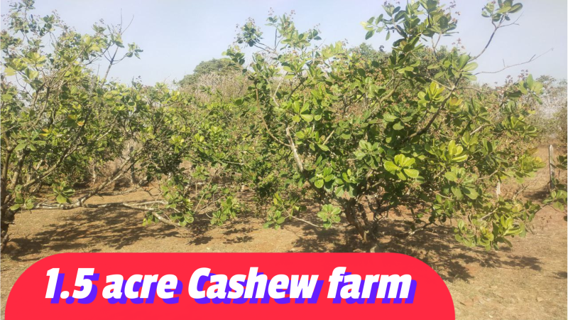 ID 113/247  The 1.5 acre Developed cashew farm for Sale