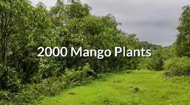 Developed Mango Farm 75 acre in Ratnagiri